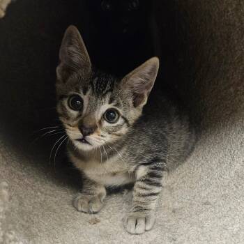 Juno -  Domestic Short Hair Cat for Adoption in Grantsville, Utah - Juno | PetCurious