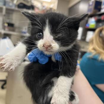 Sea -  Domestic Short Hair Cat for Adoption in Walker, Michigan - Sea | PetCurious