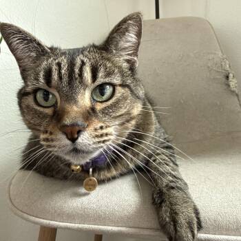 Tabby Cats Available for Adoption - Honey | PetCurious