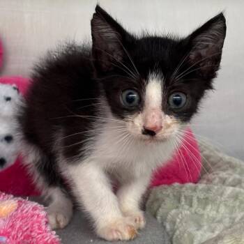 Ticket -  Domestic Short Hair Cat for Adoption in West Palm Beach, Florida - Ticket | PetCurious