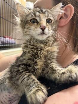 Endless Skyway -  Domestic Long Hair Cat for Adoption in Topeka, Kansas - Endless Skyway | PetCurious