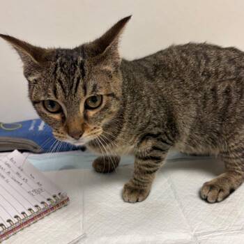 Junebug -  Domestic Short Hair Cat for Adoption in Nashville, Tennessee - Junebug | PetCurious