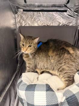 PITTER -  Domestic Short Hair Cat for Adoption in Grovetown, Georgia - PITTER | PetCurious