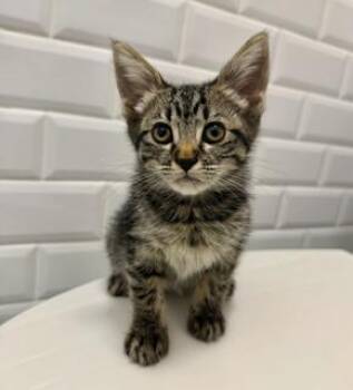 SPRITE -  Domestic Long Hair Cat for Adoption in Miami, Florida - SPRITE | PetCurious