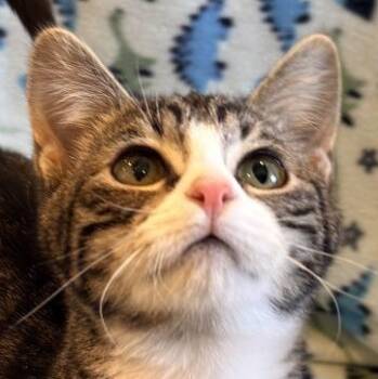 Pip -  Domestic Short Hair Cat for Adoption in Auburn, Nebraska - Pip | PetCurious