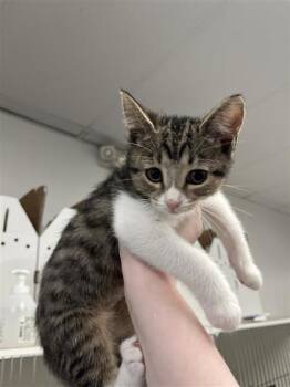 Mao -  Domestic Short Hair Cat for Adoption in West Chester, Pennsylvania - Mao | PetCurious