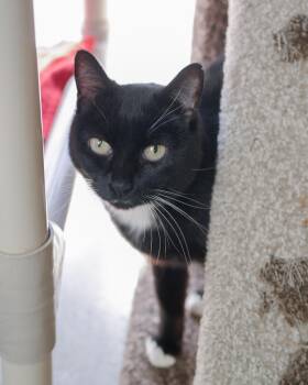 Domestic Short Hair Cats Available for Adoption in Boise, Idaho - Mitty | PetCurious