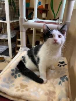 Kitten Apollo -  Domestic Short Hair Cat Available for Adoption in Seal Beach, California - Kitten Apollo | PetCurious