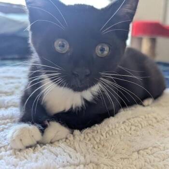 Jasper -  Domestic Medium Hair Cat for Adoption in Los Angeles, California - Jasper | PetCurious