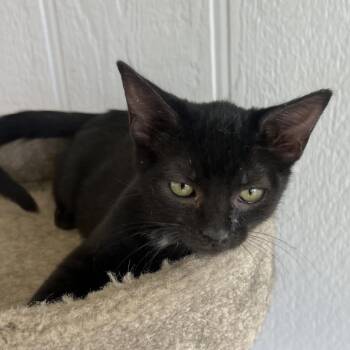 Smudge -  Domestic Short Hair Cat for Adoption in Temecula, California - Smudge | PetCurious