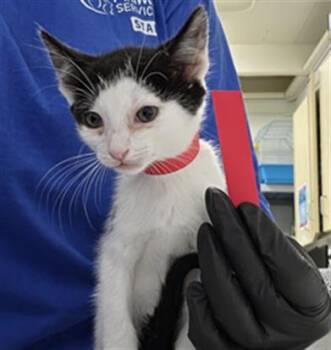 TAPATIO -  Domestic Short Hair Cat for Adoption in Camarillo, California - TAPATIO | PetCurious