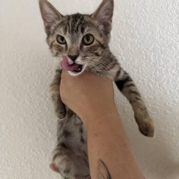 Cookies -  Tabby Cat for Adoption in Las Vegas, Nevada - Cookies | PetCurious