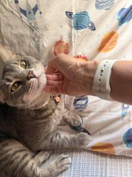 Loki -  Domestic Short Hair Cat for Adoption in Naples, Florida - Loki | PetCurious