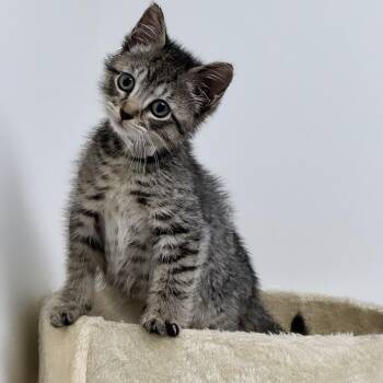 Rocky -  Domestic Short Hair Cat for Adoption in Syosset, New York - Rocky | PetCurious
