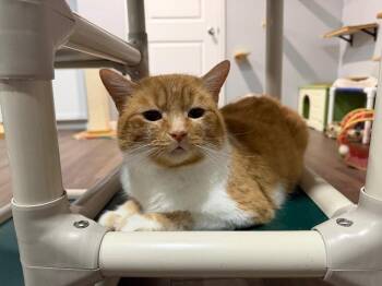 Tabby Cats Available for Adoption - Sunny | PetCurious