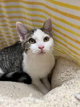 Rescue Domestic Short Hair Cats for Adoption in Richmond, Kentucky - Mercedes | PetCurious