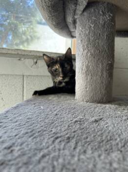 Rescue Domestic Short Hair Cats for Adoption in Ontario, California - Ida | PetCurious