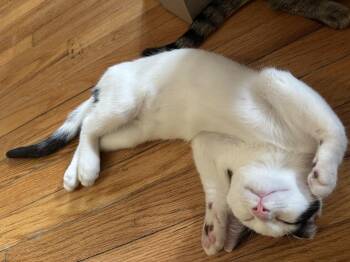 Cuddly Cody -  Domestic Short Hair Cat for Adoption in Burlington, North Carolina - Cuddly Cody | PetCurious