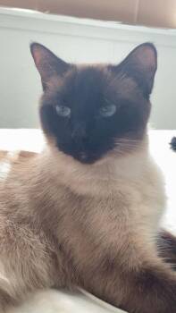 Violet -  Domestic Short Hair Cat for Adoption in Bellevue, Washington - Violet | PetCurious