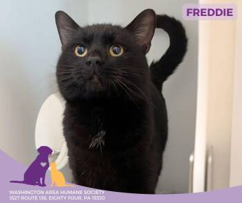 Domestic Medium Hair Cats Available for Adoption - Freddie | PetCurious