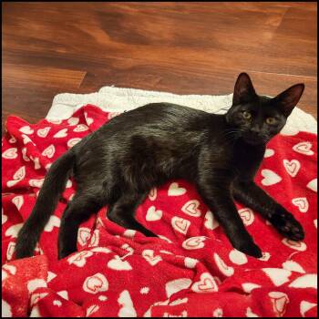Wilson -  Domestic Short Hair Cat for Adoption in Roswell, Georgia - Wilson | PetCurious