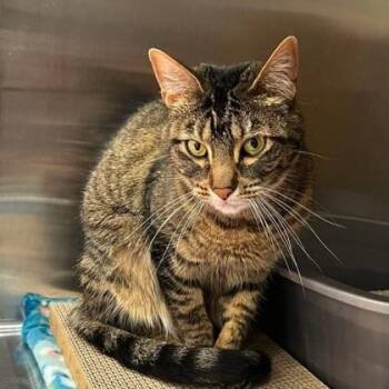 Domestic Short Hair Cats Available for Adoption in Warr Acres, Oklahoma - Teak | PetCurious