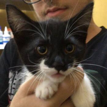 Lilith of the Valley -  Domestic Medium Hair Cat for Adoption in New Orleans, Louisiana - Lilith Of The Valley | PetCurious