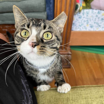 Rescue Domestic Short Hair Cats for Adoption in Aspinwall, Pennsylvania - Kraven | PetCurious