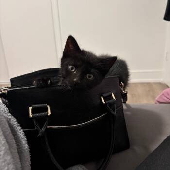 Mercury (brown collar) -  Domestic Short Hair Cat for Adoption in Puslinch, Ontario - Mercury (brown Collar) | PetCurious