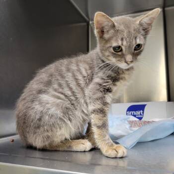 Boo Diddly -  Domestic Short Hair Cat for Adoption in Westminster, California - Boo Diddly | PetCurious