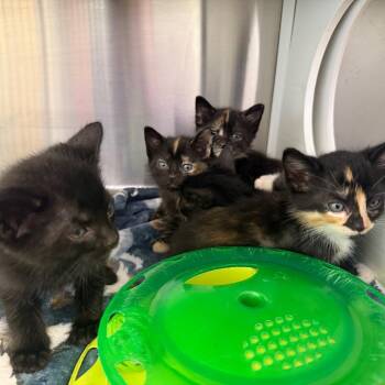 Domestic Short Hair Cats Available for Adoption in Madisonville, Tennessee - Mary | PetCurious