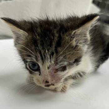 Rescue Domestic Short Hair Cats for Adoption in Hannibal, Missouri - Breeze | PetCurious