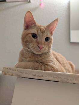 Chester 4 -  Domestic Short Hair Cat for Adoption in Tucson, Arizona - Chester 4 | PetCurious