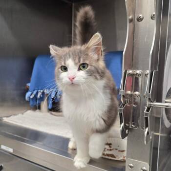 Fling -  Domestic Medium Hair Cat for Adoption in Fort Wayne, Indiana - Fling | PetCurious