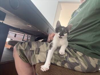 Gopher Girl -  Domestic Short Hair Cat for Adoption in Leesburg, Virginia - Gopher Girl | PetCurious