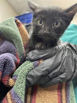 MILO -  Domestic Short Hair Cat for Adoption in Sugar Land, Texas - MILO | PetCurious