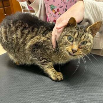 Domestic Short Hair Cats Available for Adoption - Lilly 2 | PetCurious