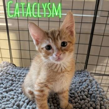 Cataclysm -  Domestic Short Hair Cat for Adoption in Westminster, California - Cataclysm | PetCurious