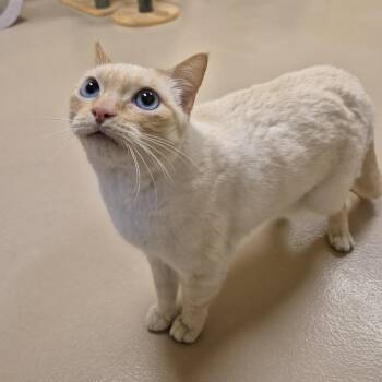 Domestic Short Hair Cats Available for Adoption in Schertz, Texas - Simon | PetCurious