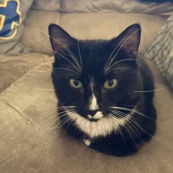 Ralph Lauren -  Domestic Short Hair Cat Available for Adoption in Philadelphia, Pennsylvania - Ralph Lauren | PetCurious