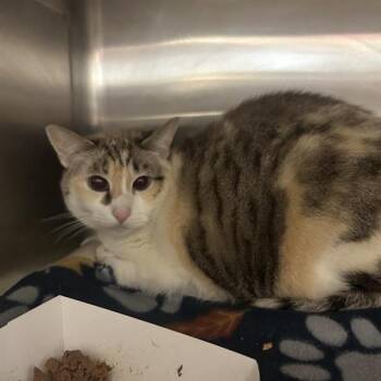 Domestic Short Hair Cats Available for Adoption - Star | PetCurious