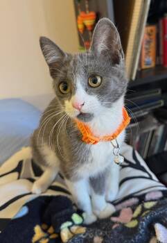 Rescue Domestic Short Hair Cats for Adoption in Los Angeles, California - Junior | PetCurious