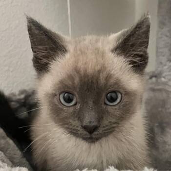 Nalu -  Siamese Cat for Adoption in Santa Ana, California - Nalu | PetCurious