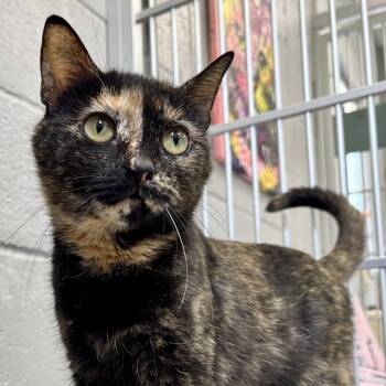 Huggles -  Tortoiseshell Cat for Adoption in Bardstown, Kentucky - Huggles | PetCurious