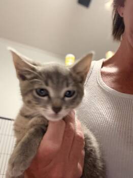 Byrd -  Domestic Short Hair Cat for Adoption in Lake Wylie, South Carolina - Byrd | PetCurious