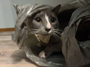 Rescue Domestic Short Hair Cats for Adoption in Burlington, Washington - Robbie | PetCurious