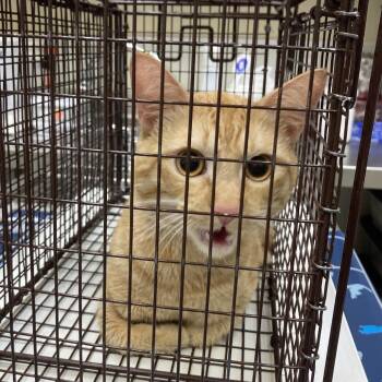 American Shorthair Cats Available for Adoption - Freddie Mercury | PetCurious