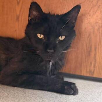 Lucifer -  Domestic Short Hair Cat for Adoption in Buffalo, New York - Lucifer | PetCurious