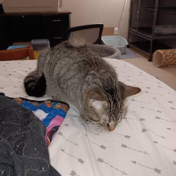 Piri -  Domestic Short Hair Cat for Adoption in Springfield, Ohio - Piri | PetCurious