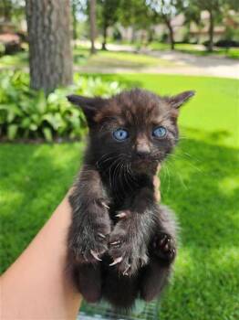 Domestic Short Hair Cats Available for Adoption in Houston, Texas - A656617 | PetCurious